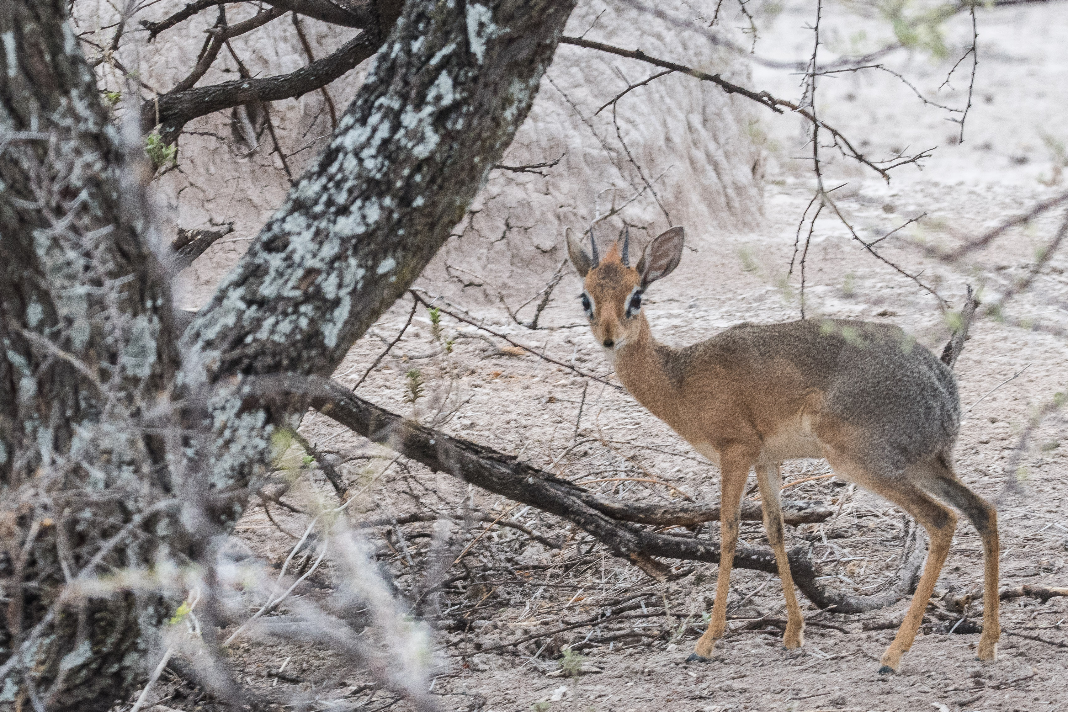 Dik dik de Kirk (Damara Dik Dik, Madoqua kirkii), mâle adulte, Réserve privée d'Onguma, Etosha, Namibie.